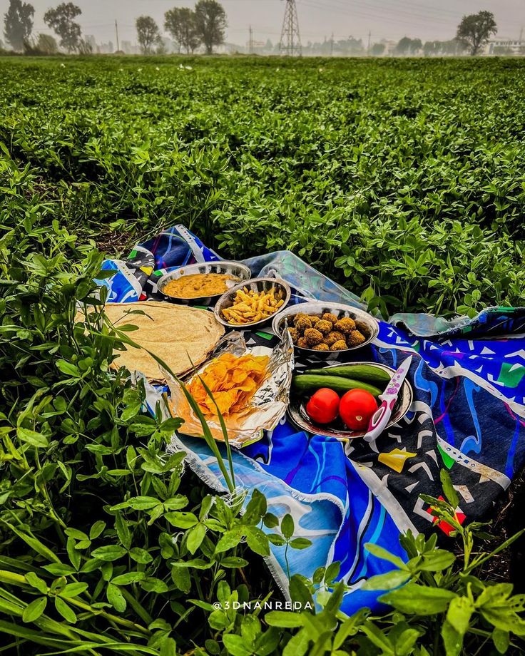 Egyptian Olive Oil - ONYX